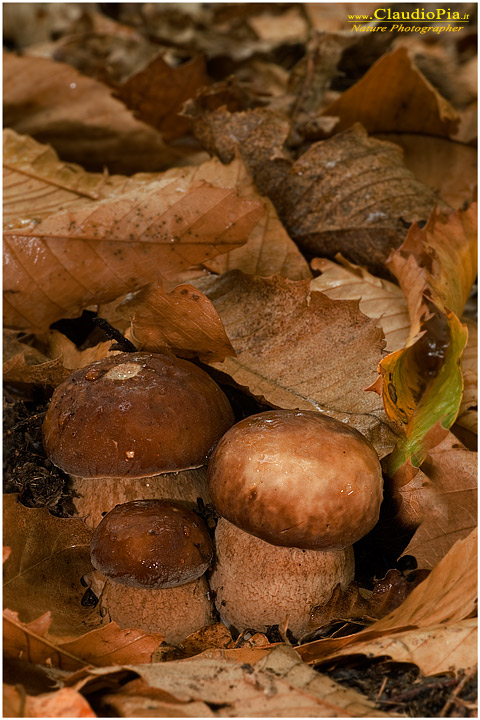 Boletus edulis??